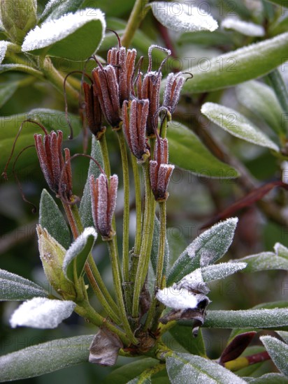Rhododendron Seeds with Hoarfrost, Hoarfrost