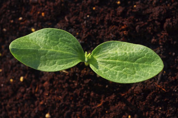 Zucchini plant from seedlings in an orchard urban garden