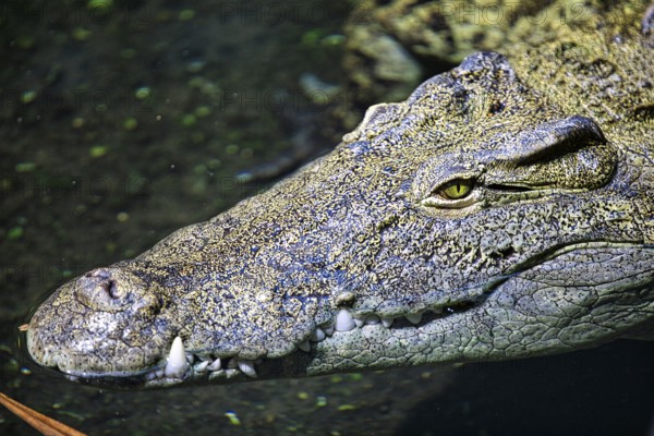 Close-up of a crocodile in the water, (Crocodylus niloticu) Basel Zoo Switzerland