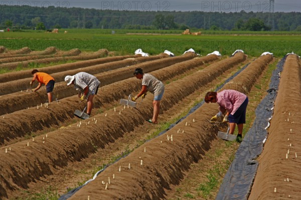 Asparagus harvest, asparagus field, harvest helper, asparagus cutter, Büttelborn near Darmstadt, Hesse, Germany