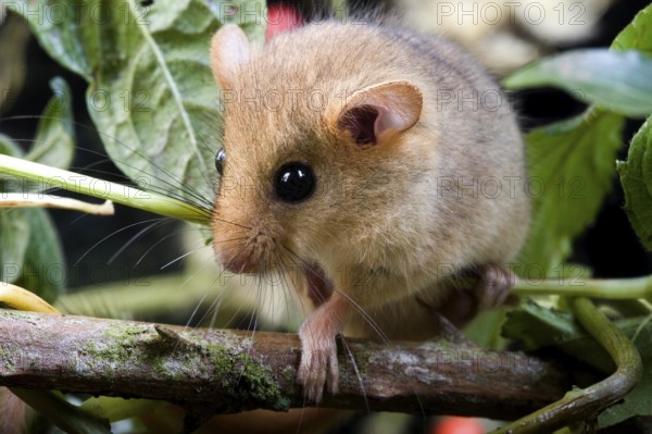 Common Dormouse (muscardinus avellanarius), Normandy
