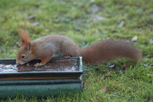Squirrel leaning against pot with frozen water in green grass standing drinking looking left