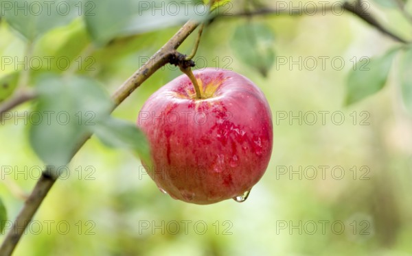 Red apples on the tree Bulgaria
