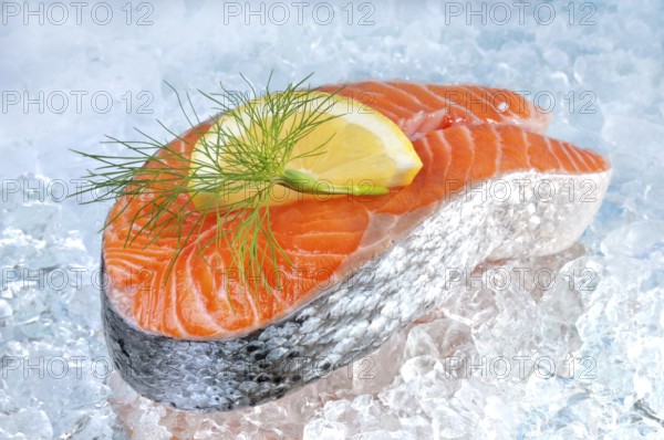 Salmon fillet on ice with lemon and dill
