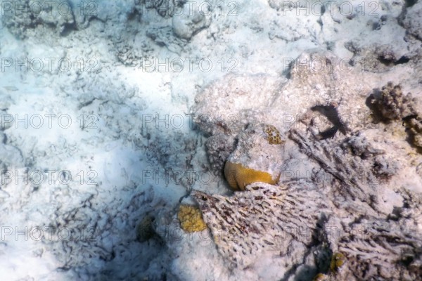 Coral bleaching, Dead coral reef killed by global warming, climate change