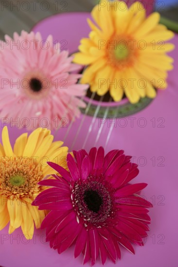 Hippie flower power yellow pink gerbera on guitar still music metaphor