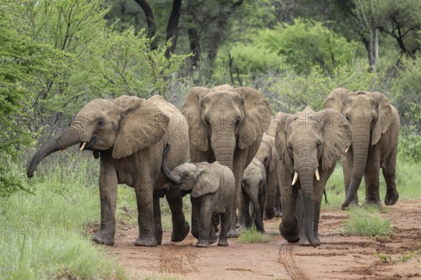 Elephants (Loxodonta africana) Herd with young, Qwabi Private Game Reserve, Biosphere Reserve, Limpopo, South Africa