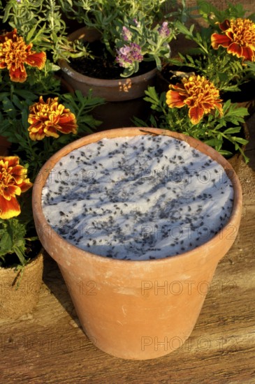 Seed disc