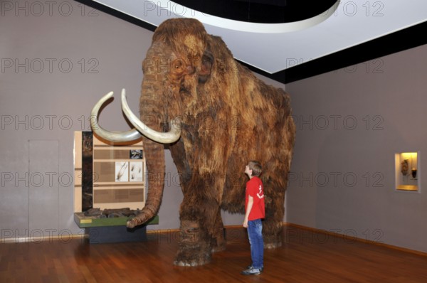 Boy, mammoth (Mammuthus), Natural History Museum of Basel, Basel, Switzerland