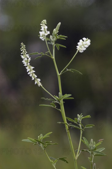 White Sweet Clover, North Rhine-Westphalia, Germany (Melilotus alba)