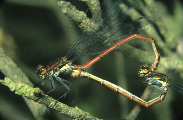 Large red damselfly mating (Pyrrhosoma nymphula)