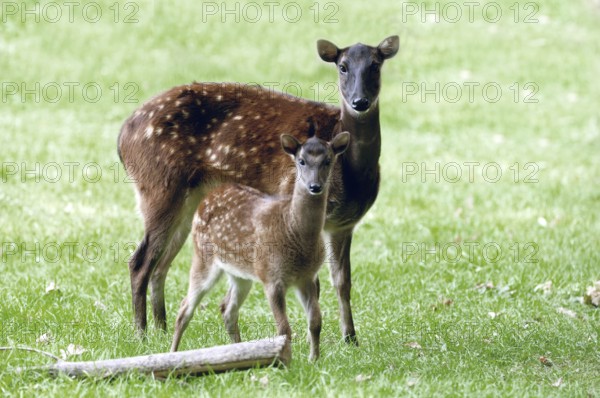 Philippine Spotted Deer, female with young (Cervus alfredi)