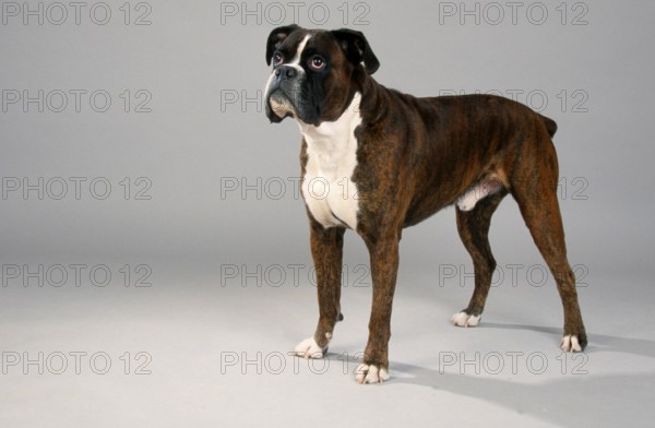 German Boxer, gold tabby