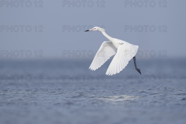 White-morph Reddish Egret : Mustang Island State Park : Port Aransas, TX