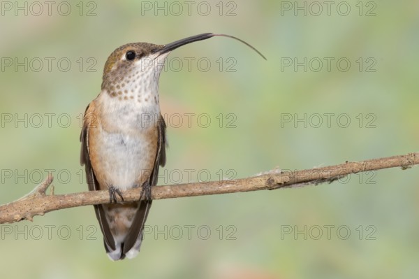 Rufous Hummingbird (Selasphorus rufus) perched on a branch with long stretched tongue, Texas, USA