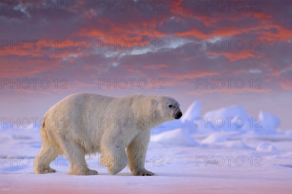 Polar bear on drift ice edge with snow and water in Svalbard sea. White big animal in the nature habitat, Europe. Wildlife scene from nature. Dangerous bear walking on the ice