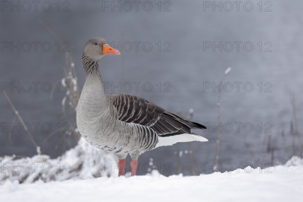 Graugans, lat. Anser anser, steht wachsam am Gewässerufer im Schnee