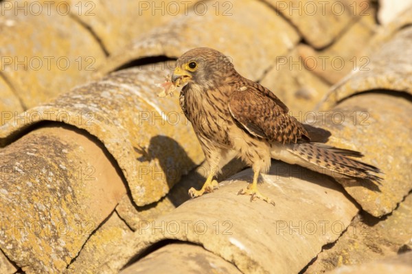 Lesser Kestrel (Falco naumanni) female on a roof, Castile-La Mancha, Spain