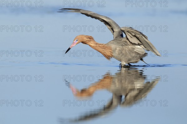 Reddish Egret (Egretta rufescens), Florida, USA