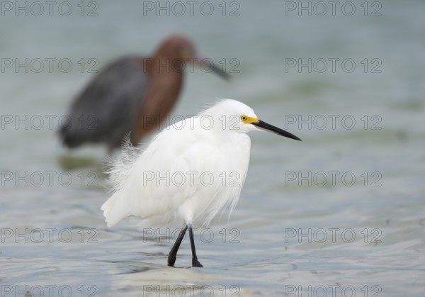 Snowy Egret & Reddish Egret (Egretta thula & Egretta rufescens), Florida, USA