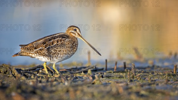 Common Snipe (Gallinago gallinago) foraging, Burgenland, Austria