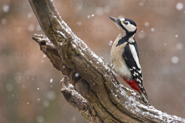 Great Spotted Woodpecker (Dendrocopos major) male, Saxony-Anhalt, Germany