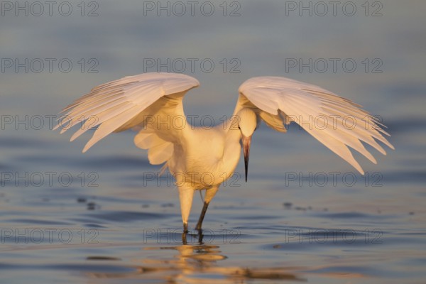 Reddish Egret (Egretta rufescens), Florida, USA
