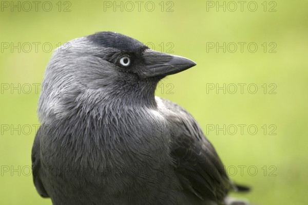 Western Jackdaw (Coloeus monedula), Upphaerad, Sweden