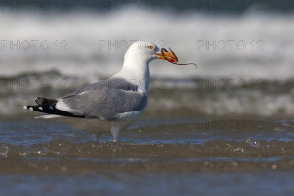 European Herring Gull (Larus argentatus), Schleswig-Holstein, Germany