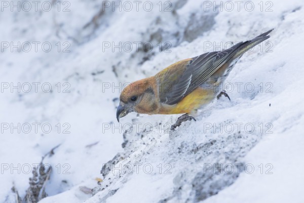 Common Crossbill - Fichtenkreuzschnabel - Loxia curvirostra ssp. polyogyna, Spain, 2nd cy, female