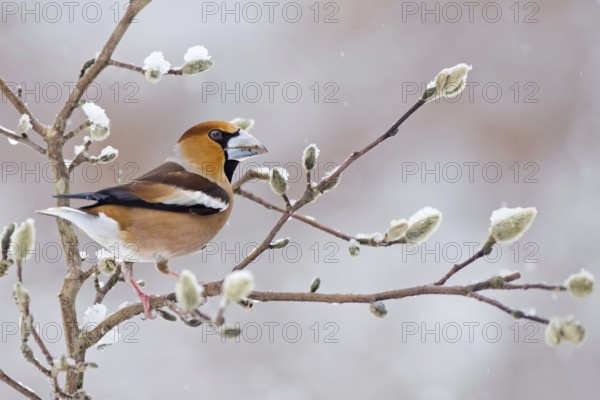 Hawfinch (Coccothraustes coccothraustes) male, Saxony-Anhalt, Germany
