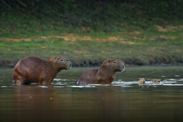 Capybara, family with two young, biggest mouse in water with evening light during sunset, Pantanal, Brazil. Wildlife scene from nature. Wildlife Brazil. Mammal, open muzzle with white tooth. Wild
