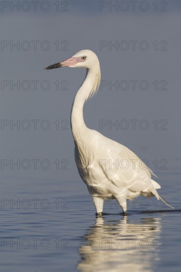 Reddish Egret (Egretta rufescens), Florida, USA