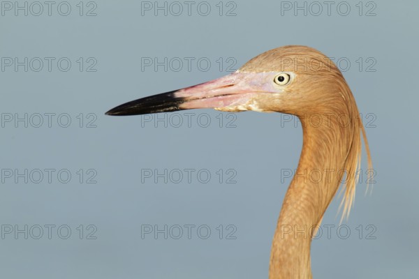 Reddish Egret (Egretta rufescens), Florida, USA