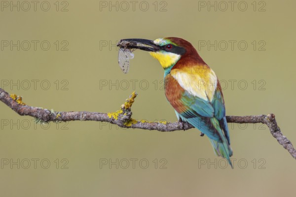 European Bee-eater (Merops apiaster) perched on a branch with an insect in its beak, Lesvos, Greece