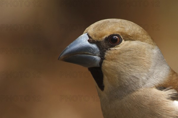Hawfinch (Coccothraustes coccothraustes) female, Utrecht, Netherlands