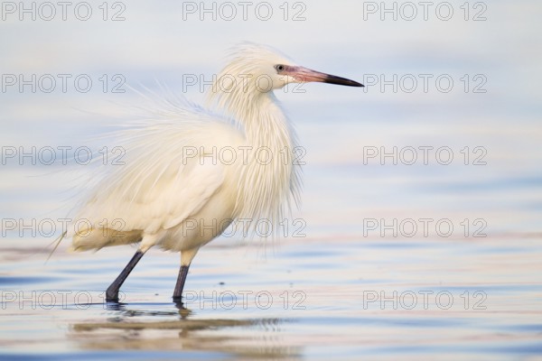 Reddish Egret (Egretta rufescens), Florida, USA