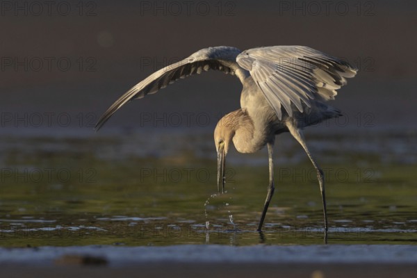Reddish Egret (Egretta rufescens) foraging, Costa Rica