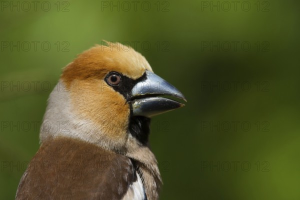Hawfinch (Coccothraustes coccothraustes) male, Utrecht, Netherlands
