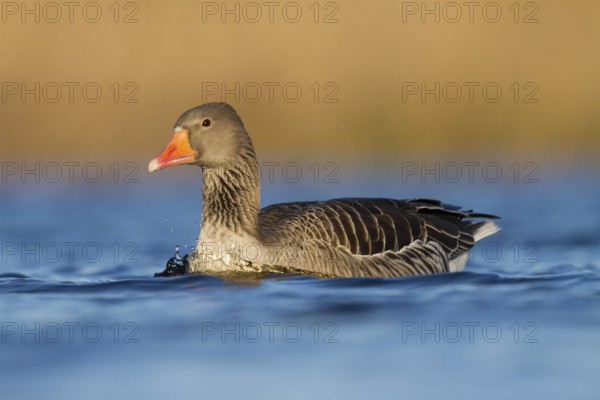 Greylag Goose (Anser anser), Utrecht, Netherlands