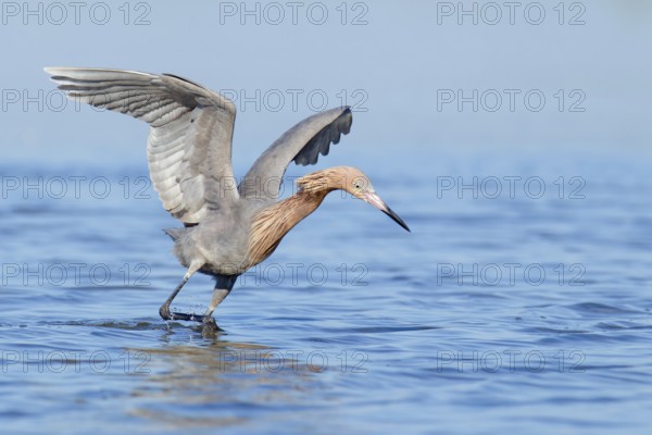 Reddish Egret (Egretta rufescens), Florida, USA