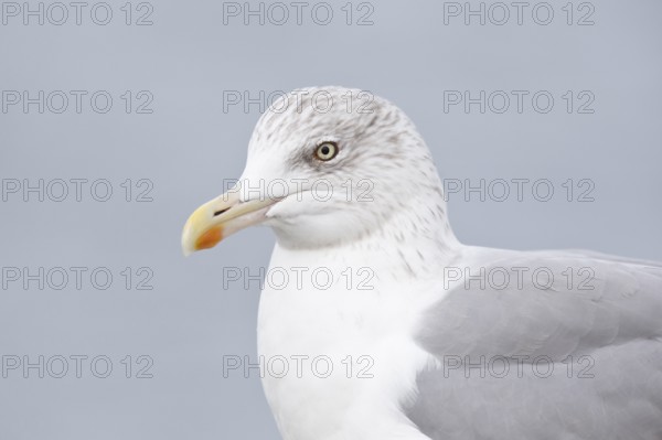 European Herring Gull (Larus argentatus), Lower Saxony, Germany