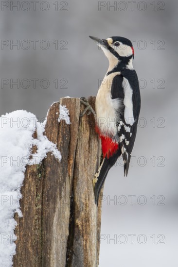 Great Spotted Woodpecker (Dendrocopos major) male, Lower Saxony, Germany