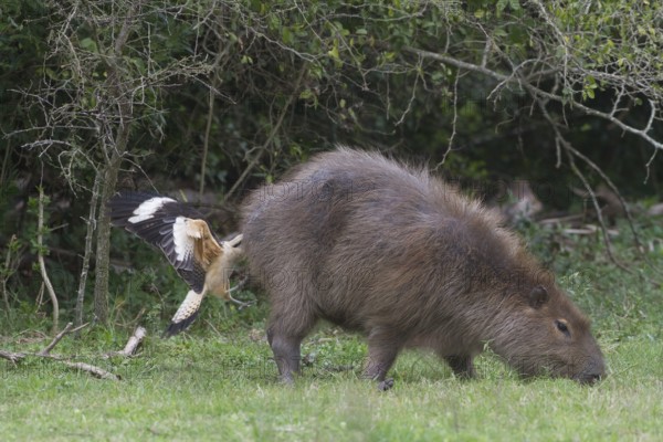 A Yellow-headed Caracara feeds from the rear end (anus) of a Capybara. The caracara is removing unwanted insects from the capybara so the capybara doesn't mind. Location: Ibera Marshes, Argentina