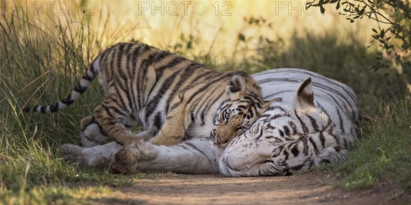 Bengal Tiger (Panthera tigris) white morph mother with cub, captive, Philippolis, South Africa