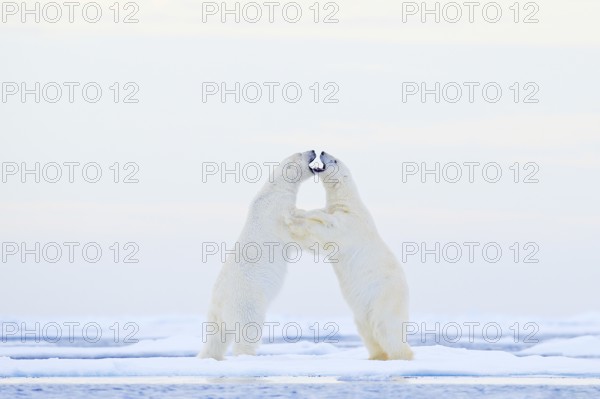 Polar bear dancing on the ice. Two Polar bears love on drifting ice with snow, white animals in the nature habitat, Svalbard, Norway. Animals playing in snow, Arctic wildlife. Funny image from nature