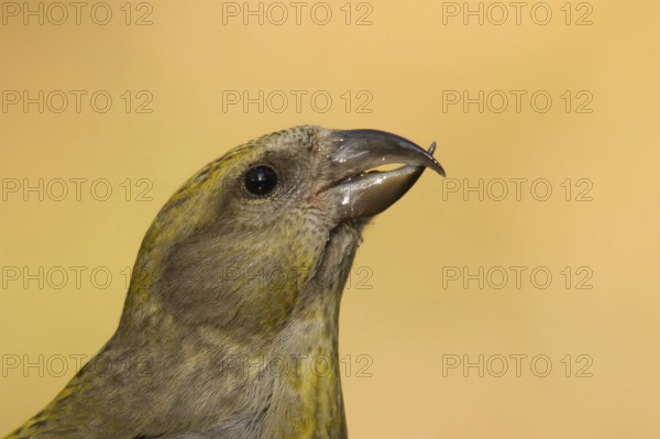 Red Crossbill (Loxia curvirostra) female, Utrecht, Netherlands