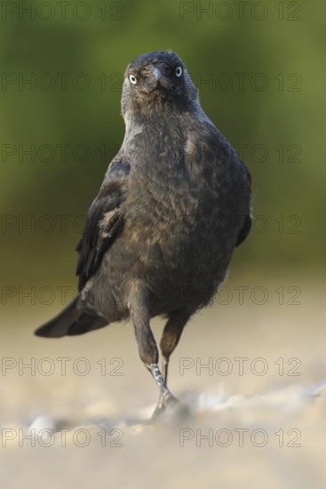 Western Jackdaw (Coloeus monedula)