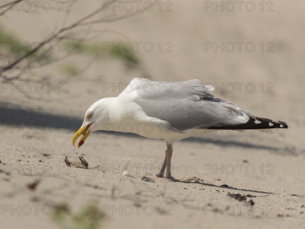 European Herring Gull (Larus argentatus), Schleswig-Holstein, Germany