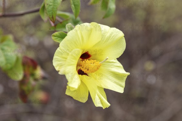 Gossypium herbaceum (Gossypium), San Cristobal, Galapagos, Ecuador